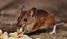 24 Hour & Emergency Exterminators in Champlain, VA